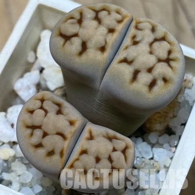 SH21525 Lithops karasmontana C168