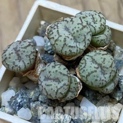 SH15898 Conophytum obcordellum