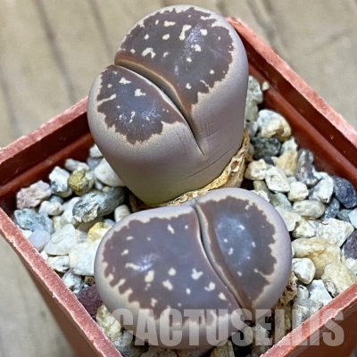 SH9099 Lithops olivacea
