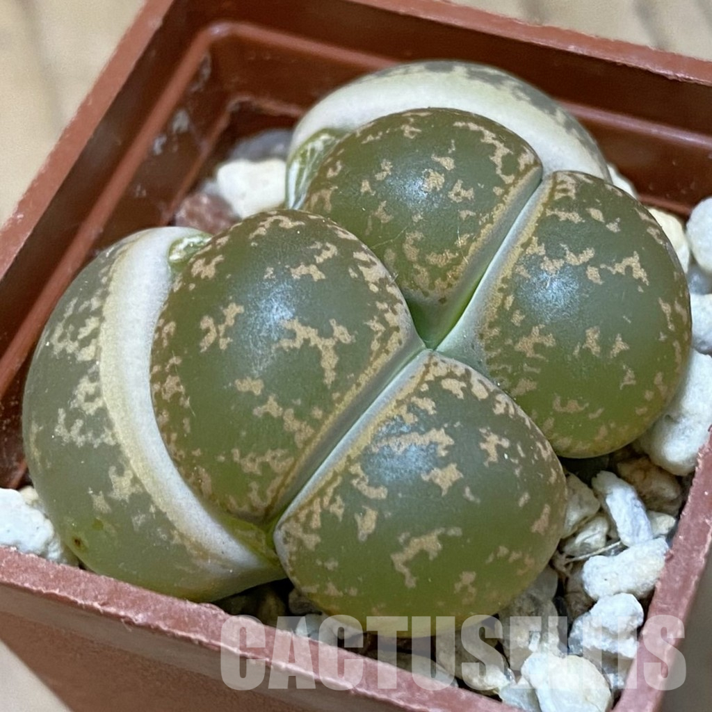 SH27714 Lithops lesliei