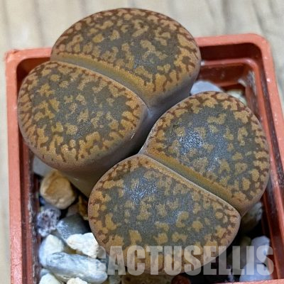 SH13647 Lithops aucampiae C298