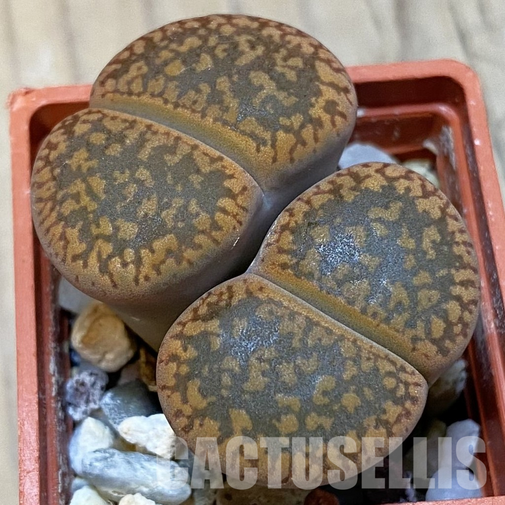 SH13647 Lithops aucampiae C298