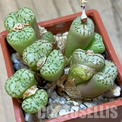 SH18568 Conophytum obcordellum