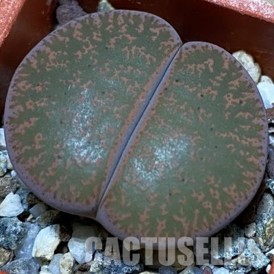 SH12550 Lithops lesliei v. rubrobrunnea