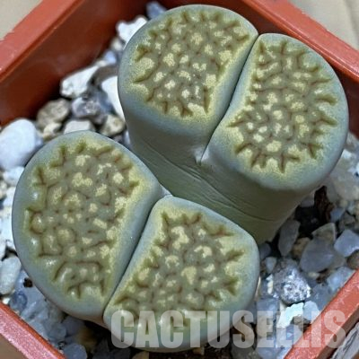 SH22795 Lithops halii C111A