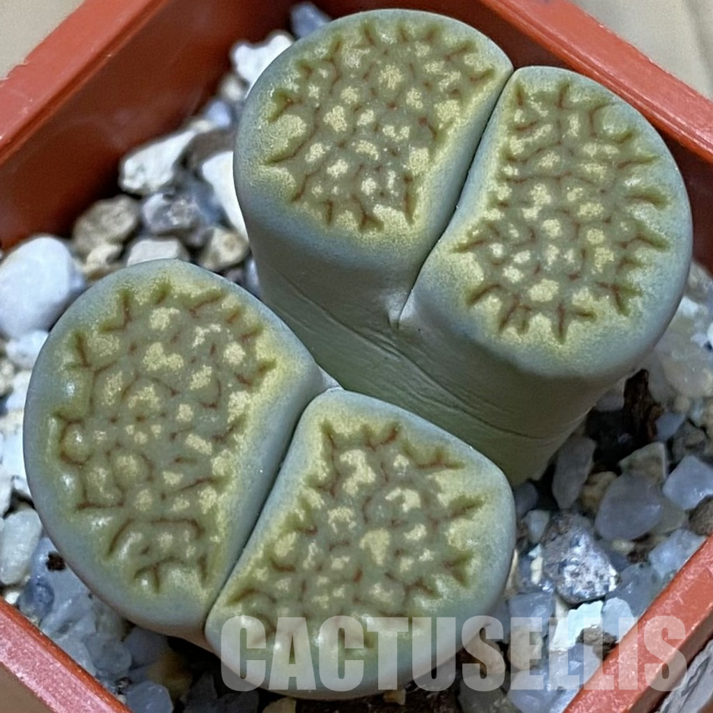 SH22795 Lithops halii C111A