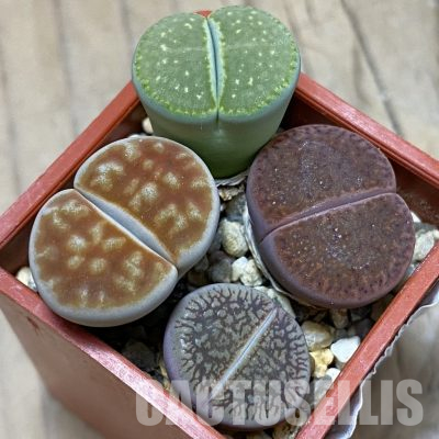 SH14901 Lithops mix