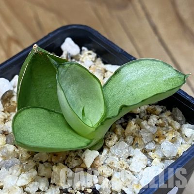 SH36583 Sansevieria 'Manee Thawee'