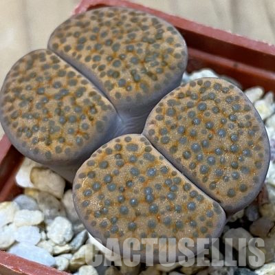 SH24170 Lithops fulviceps