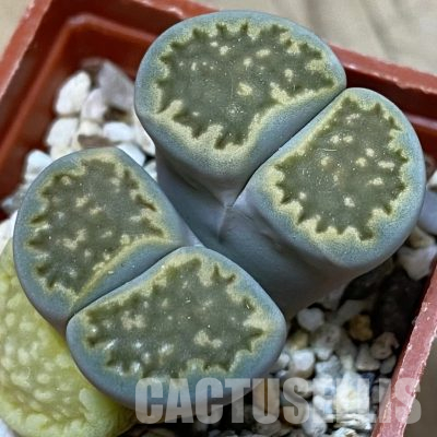 SH27824 Lithops hallii v. ochracea C111A
