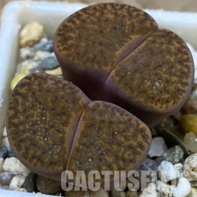 SH27793 Lithops bromfieldii v. glaudinae C393