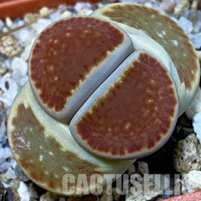 SH26749 Lithops julii ‘Kikushogiyoku’ hybrid