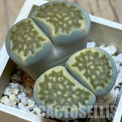 SH26719 Lithops hallii v. ochracea C111A