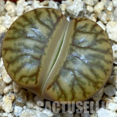 SH25086 Lithops bromfieldii 'Red Coral'