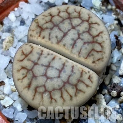 SH18838 Lithops 'Talisman' F2