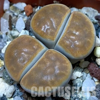 SH22327 Lithops karasmontana 'Lateritia'