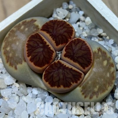SH21105 Lithops julii 'Kikushogiyoku'