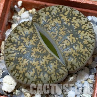 SH22321 Lithops lesliei