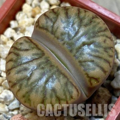 SH25422 Lithops bromfieldii 'Red Coral'