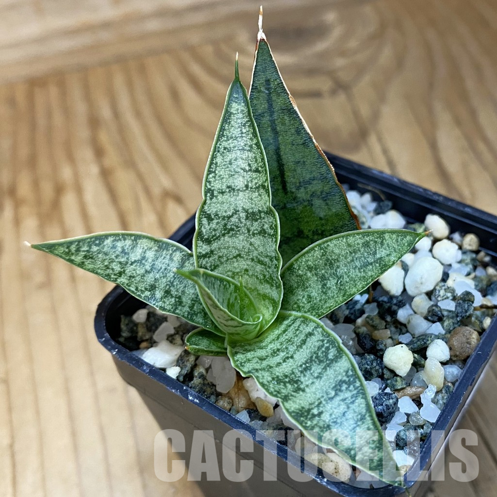 SH36584 Sansevieria 'Sweet Celery' hybrid
