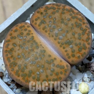 SH21763 Lithops fulviceps L45-66