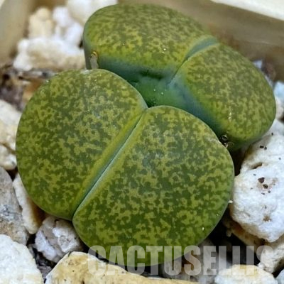 SH22322 Lithops lesliei v. albinica