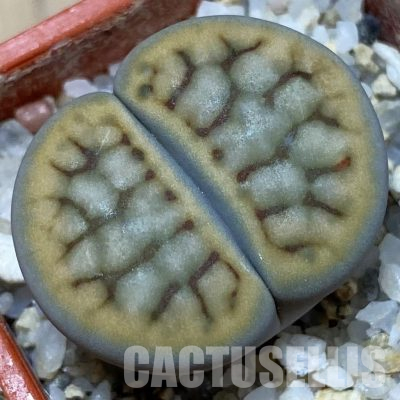 SH25752 Lithops schwantesii 'Shagreen'