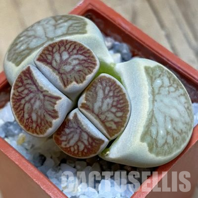 SH22332 Lithops julii ‘Kikushogiyoku’ hybrid