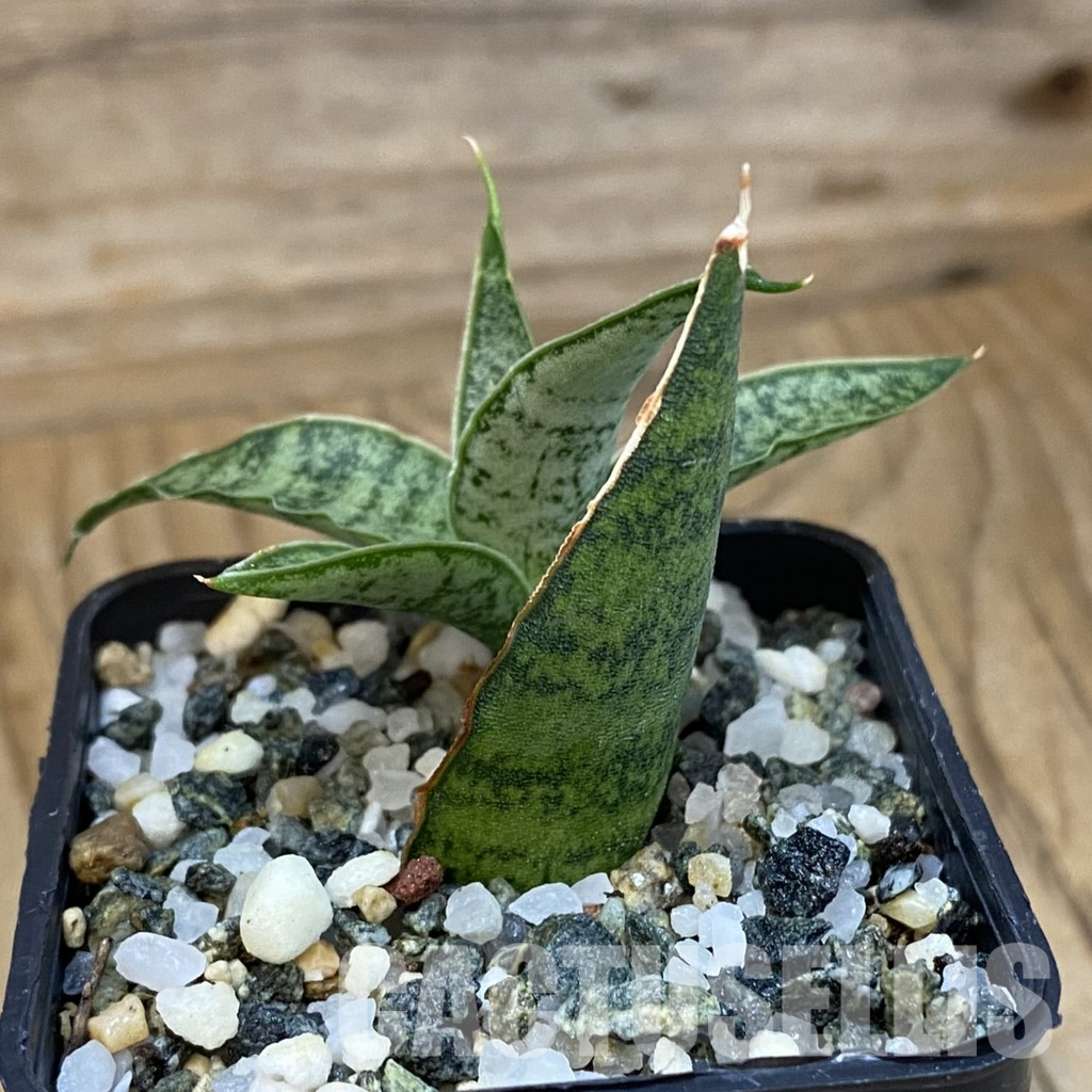 SH36584 Sansevieria 'Sweet Celery' hybrid – Bild 2
