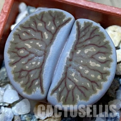 SH14140 Lithops julii ‘Kikushogyoku’