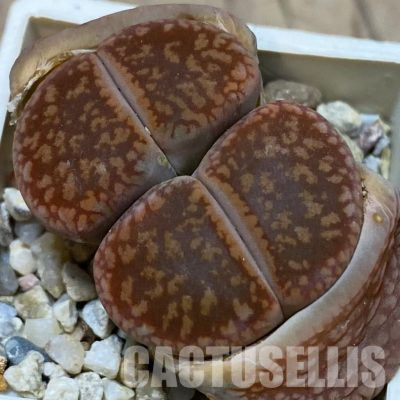 SH14887 Lithops aucampiae