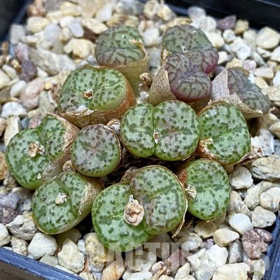 SH11829 Conophytum obcordellum, seedling