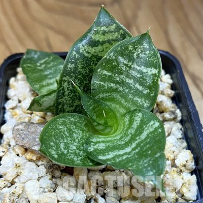 SH36585 Sansevieria 'Ehrendel'
