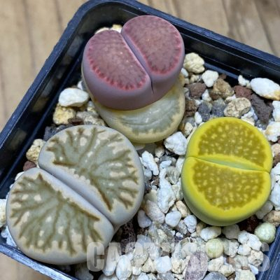 SH13117 Lithops mix