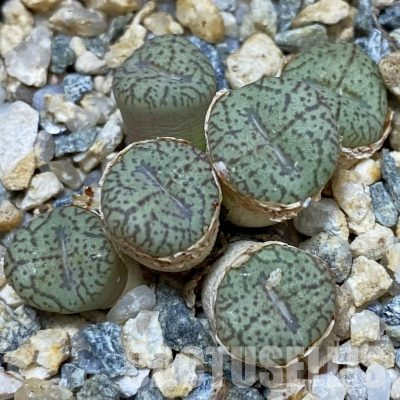 SH28371 Conophytum obcordellum