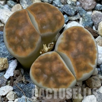 SH26695 Lithops karasmontana 'Top Red'