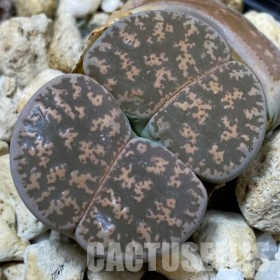SH26682 Lithops lesliei