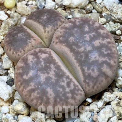 SH26335 Lithops gesinae, Pink form