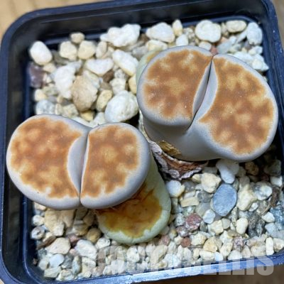 SH14843 Lithops karasmontana 'Lateritia'