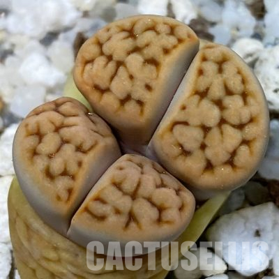 SH18620 Lithops karasmontana v. tischeri