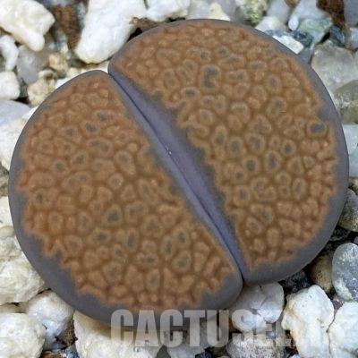 SH12586 Lithops halii