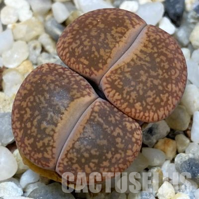 SH16531 Lithops aucampiae -Rudesheim-