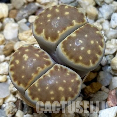 SH12587 Lithops julii ssp. fulleri v. brunnea
