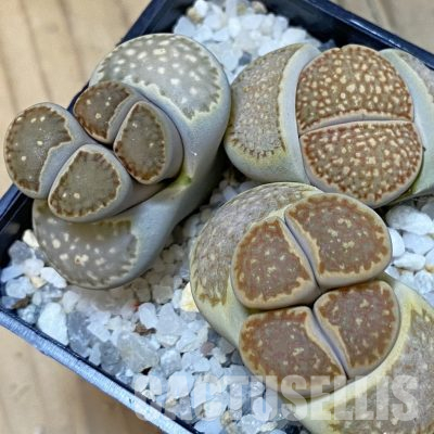 SH22822 Lithops mix
