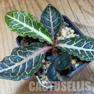 SH36586 Euphorbia francoisii hybrid