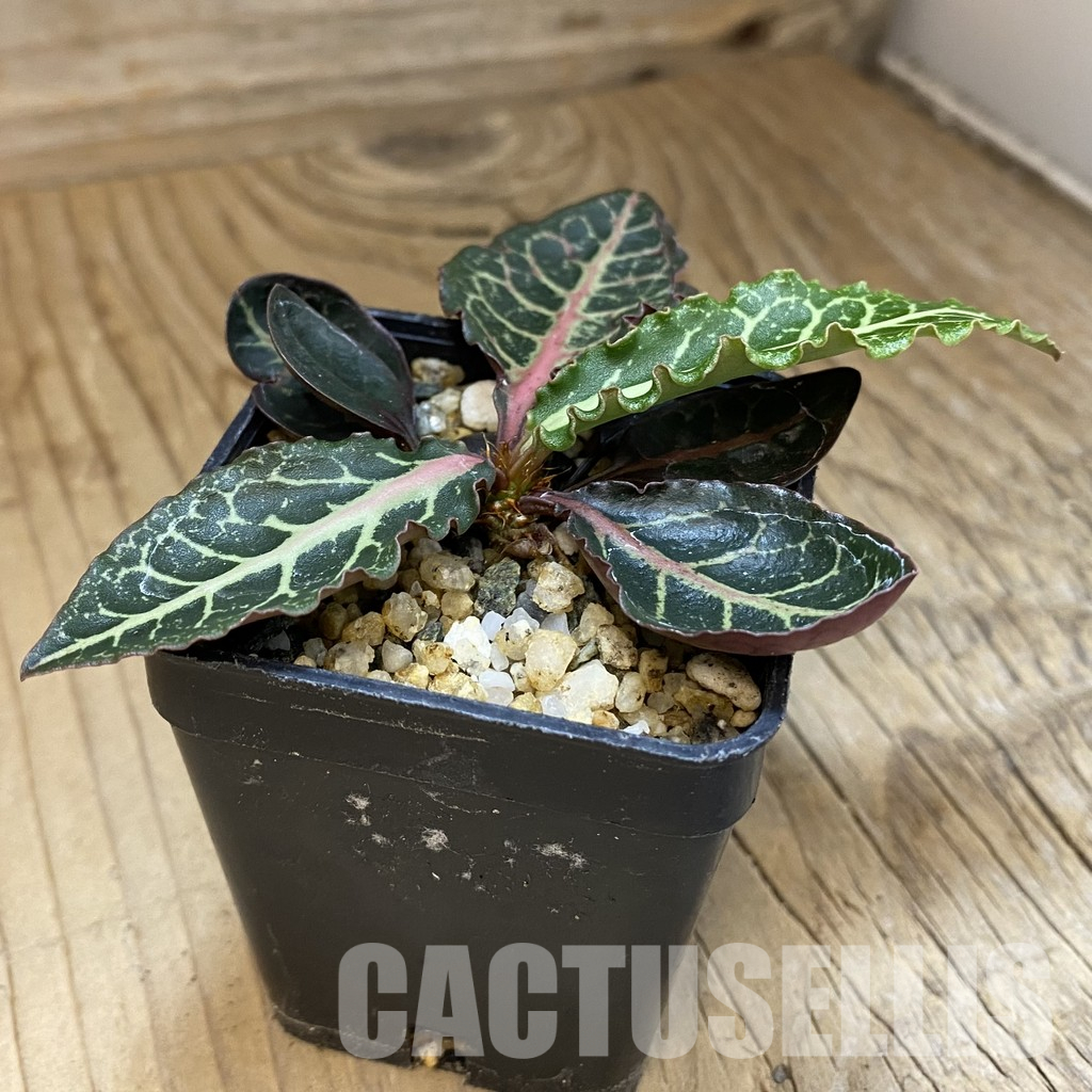 SH36586 Euphorbia francoisii hybrid - Image 2