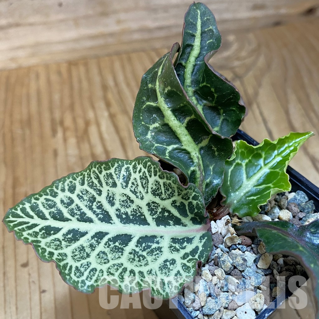SH36587 Euphorbia francoisii hybrid