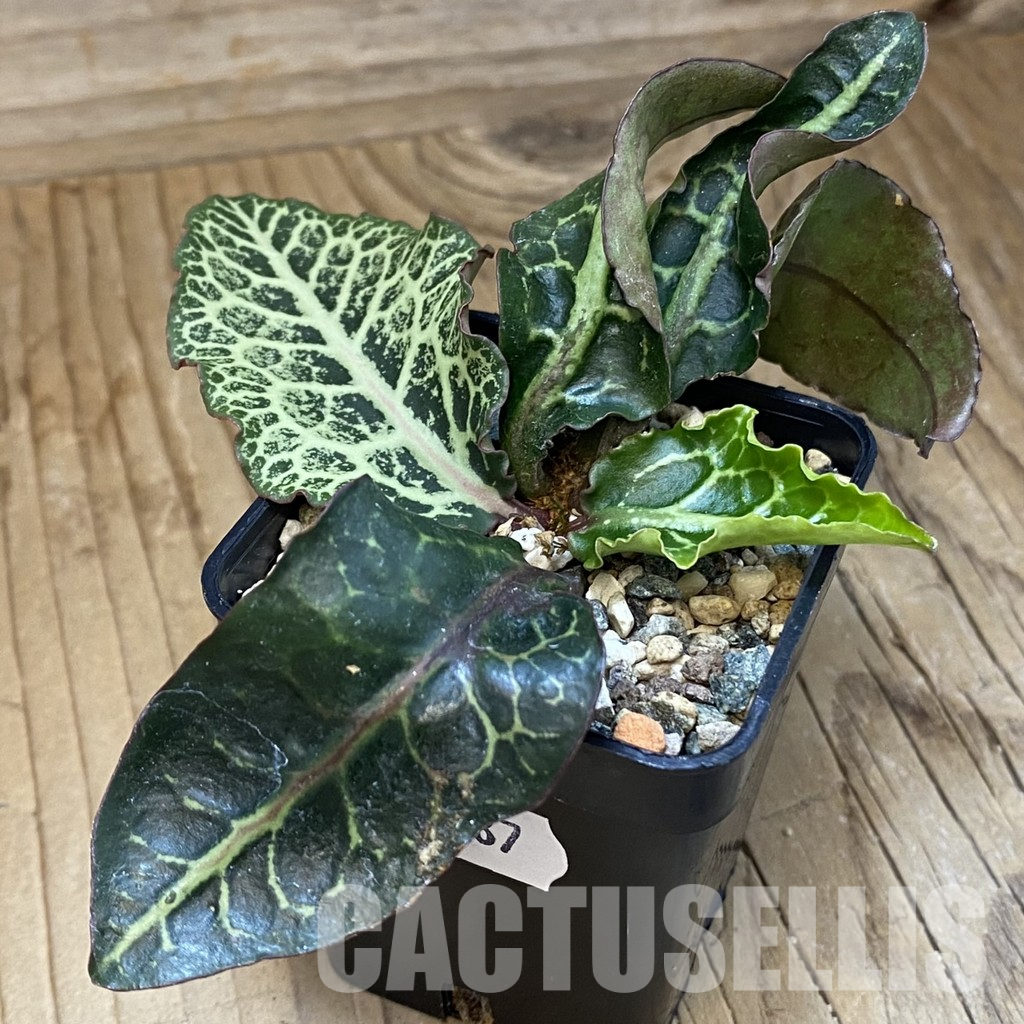 SH36587 Euphorbia francoisii hybrid - Image 2