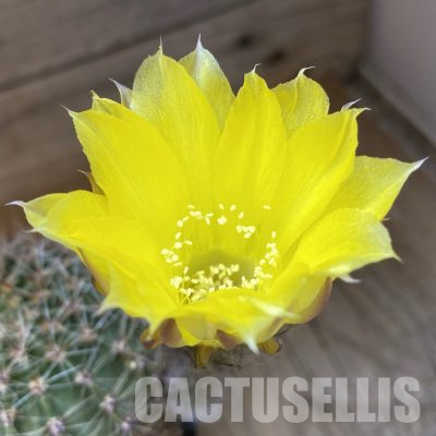 SH36590 Echinopsis hybrid, Yellow