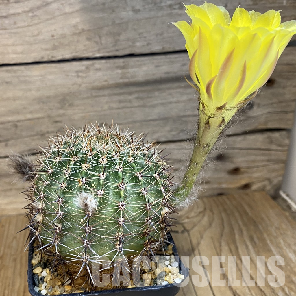 SH36590 Echinopsis hybrid, Yellow – Bild 2